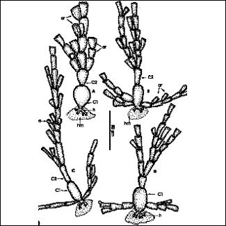 Asellaria dactylopus 