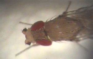 Mosca Drosophila