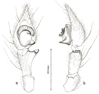 Aranya Malthonica