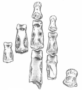 Il·lustració de fòssil de mà de P.boisei