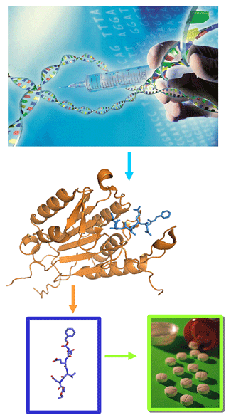 Molècules fluorescents per a crear inhibidors de proteases