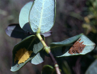 Transferència de defenses de les plantes als herbívors