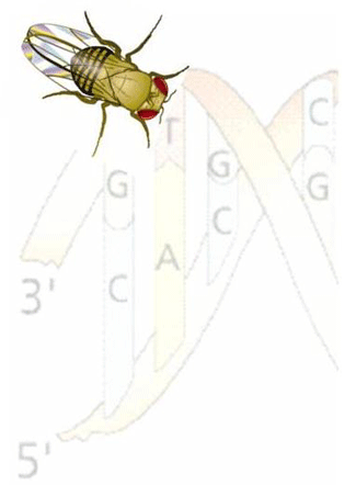 Drosophila melanogaster, la mosca del vinagre