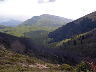 Els faigs es defensen del canvi climàtic