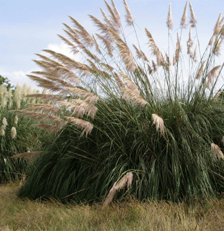 Cortaderia selloana, una espècie vimportada d'Amèrica del Sud que s'utilitza a Catalunya