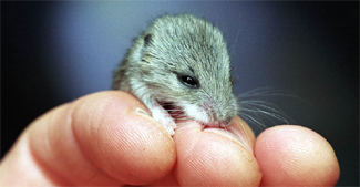Imatge d'un ratolí transgènic