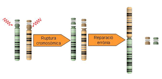 Cromosomes de ratolí