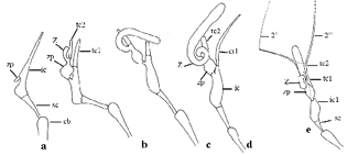 Procés de desenvolupament de les zigòspores