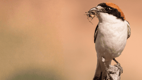 ocell amb un insecte al pic