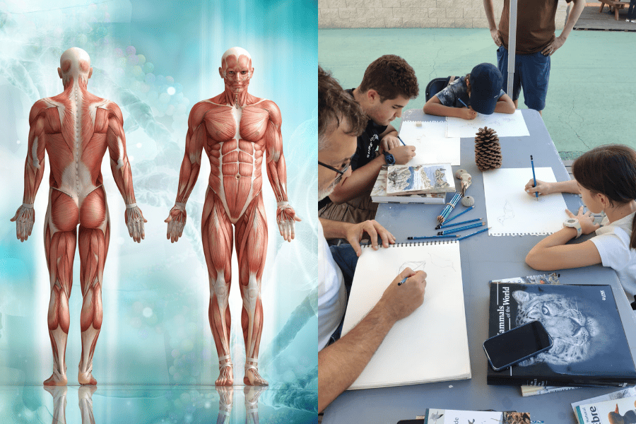 Representació del cos humà al costat del cervell, il·lustrant la seva estructura i connexió funcional.