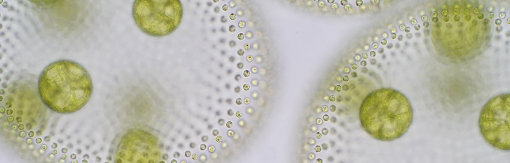 Departament de Biologia Animal, de Biologia Vegetal i d'Ecologia UAB