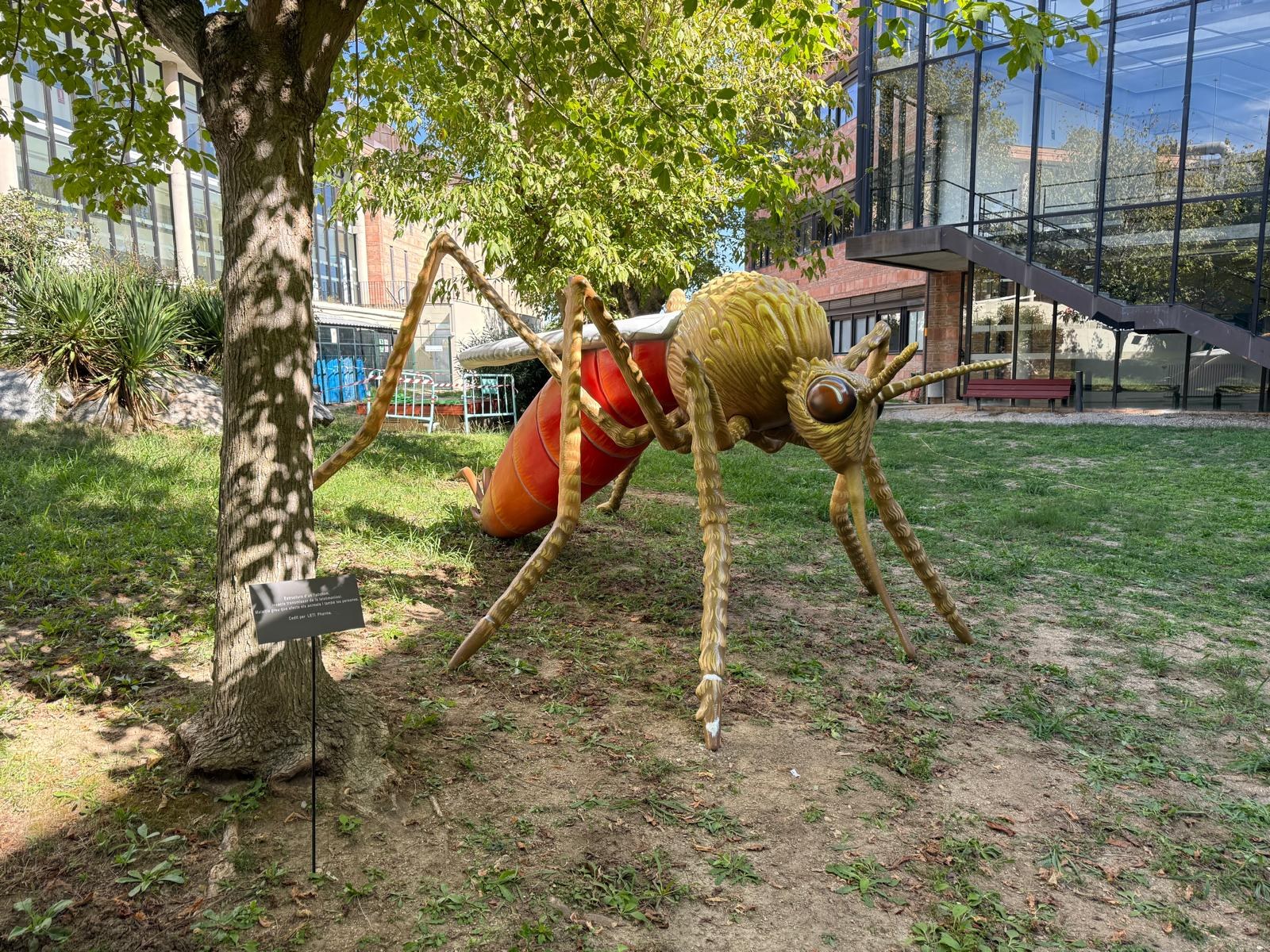 figura a gran escala d'un Phlebotomus perniciosus, un dels vectors principals de la leishmaniosi