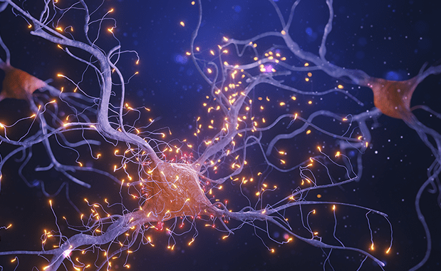 Neurocomputation and Biological Vision