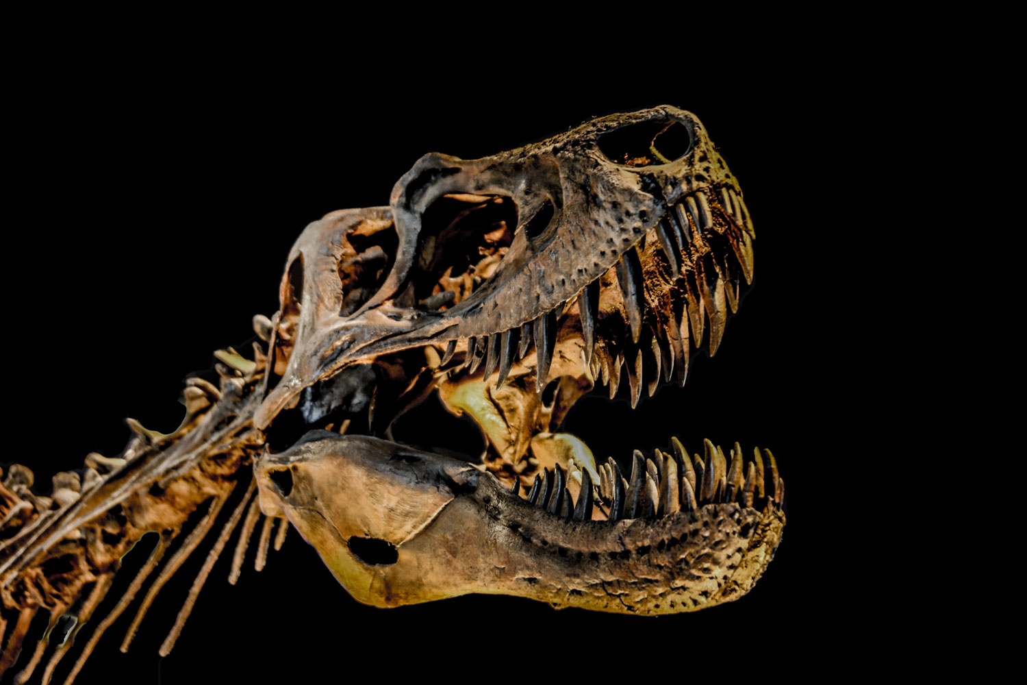 Paleobiologia i Registre Fòssil
