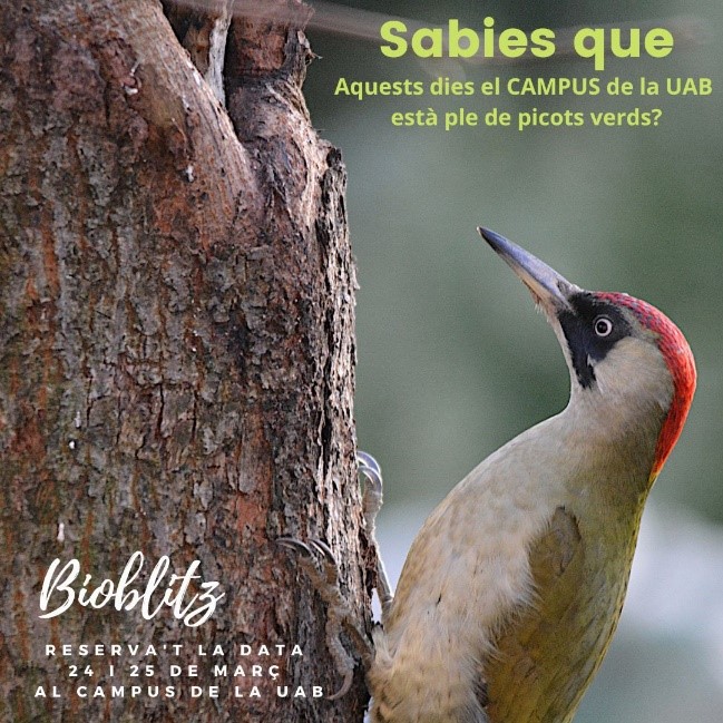  Cartell amb la imatge d’un picot verd sobre un tronc d’arbre i el text que informa de la seva presència al campus de la UAB, anunciant una activitat de biodiversitat (Bioblitz)