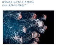 Conjunt de meduses il·luminades en moviment dins de l’aigua, que destaca la diversitat i formes de vida marines.