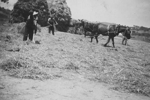 Early 20th century agricultural life scene
