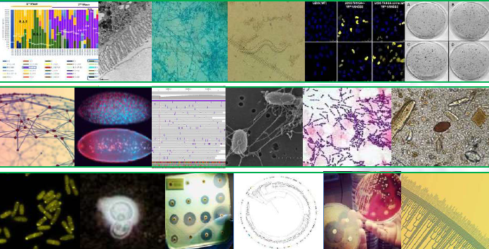 Memoria de recerca 2024