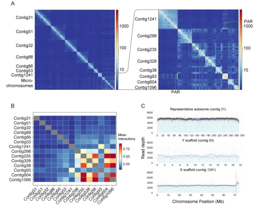 Figura 1 parcial sobre l'ensamblatge genòmic de Bassiana duperreyi