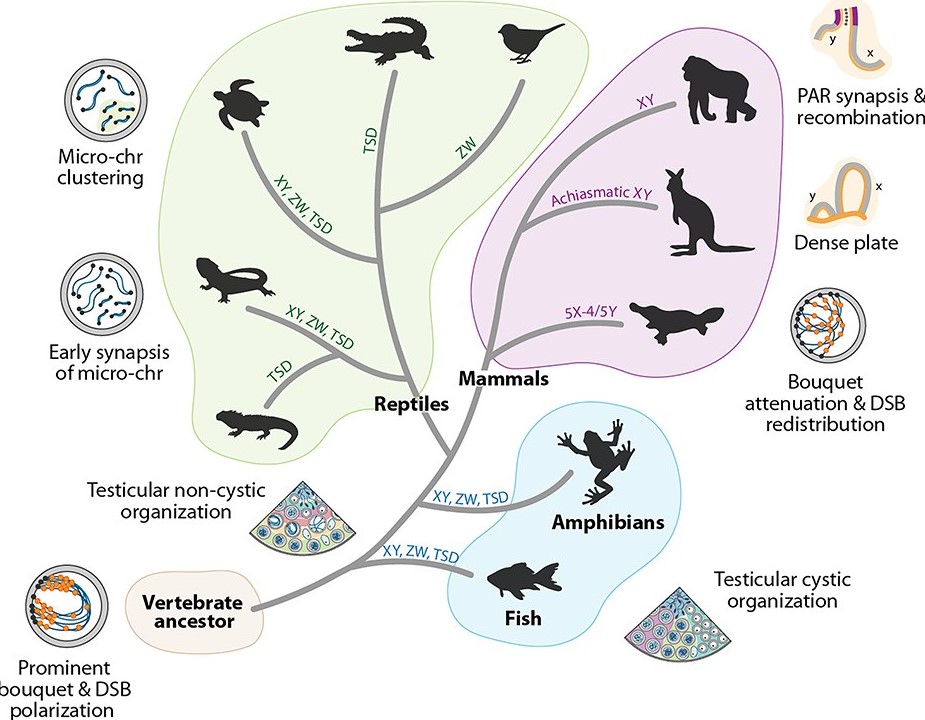 Graphical Abstract de l'article