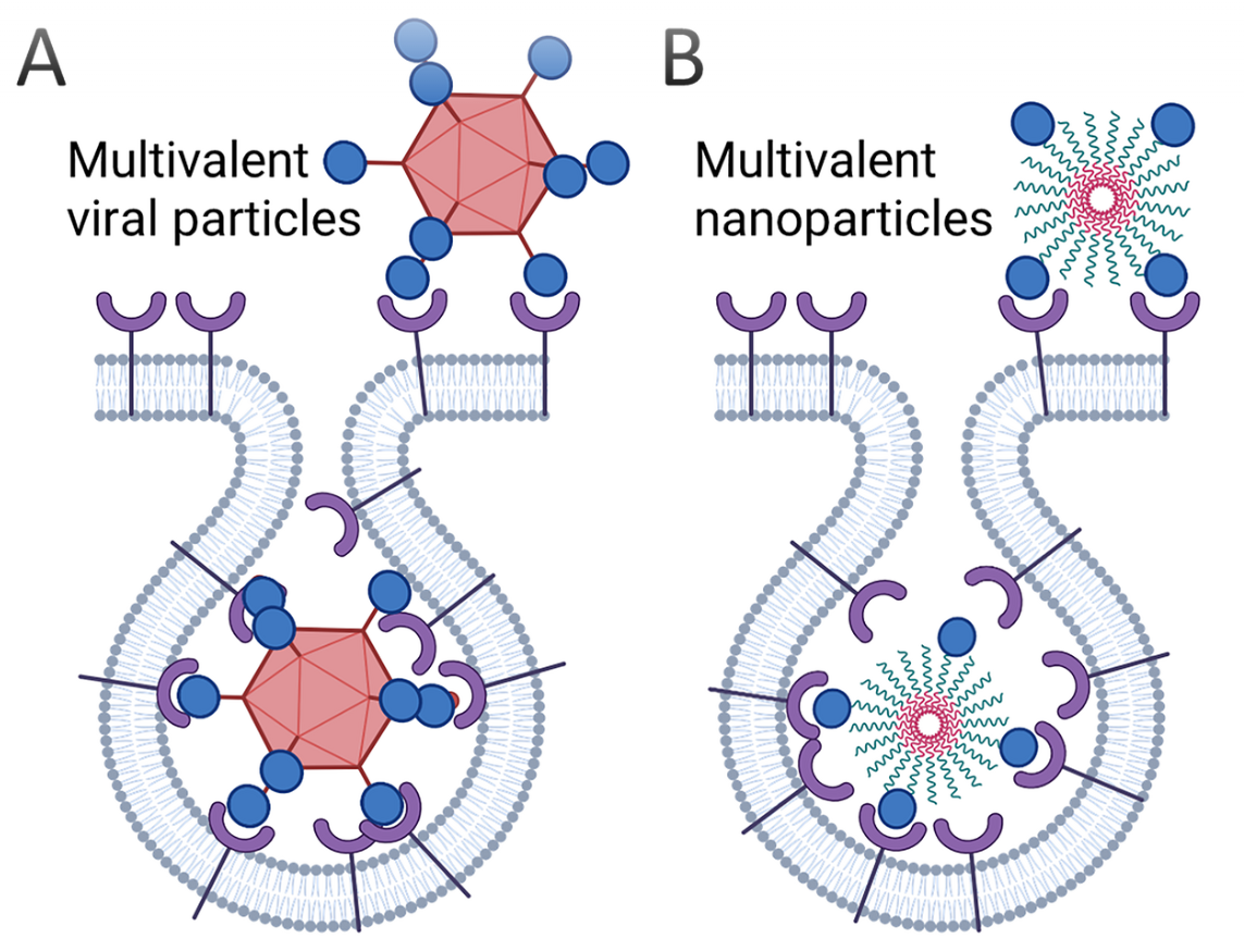 Imatge comparativa entre les partícules víriques multivalents i les nanopartícules multivalents
