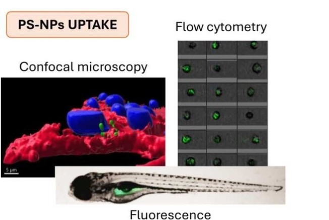 Imatge de microscopi confocal i citometria de fluxe