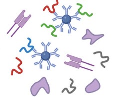 Representació esquemàtica del procediment experimental dut a terme per generar MoDCs pulsades amb extractes de proteïnes derivades de la línia cel·lular tumoral MCF-7.