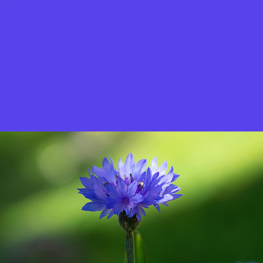 Lila blauet