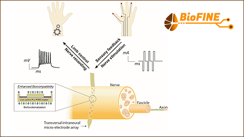 Imatge El projecte BioFINE millorarà les pròtesis biòniques