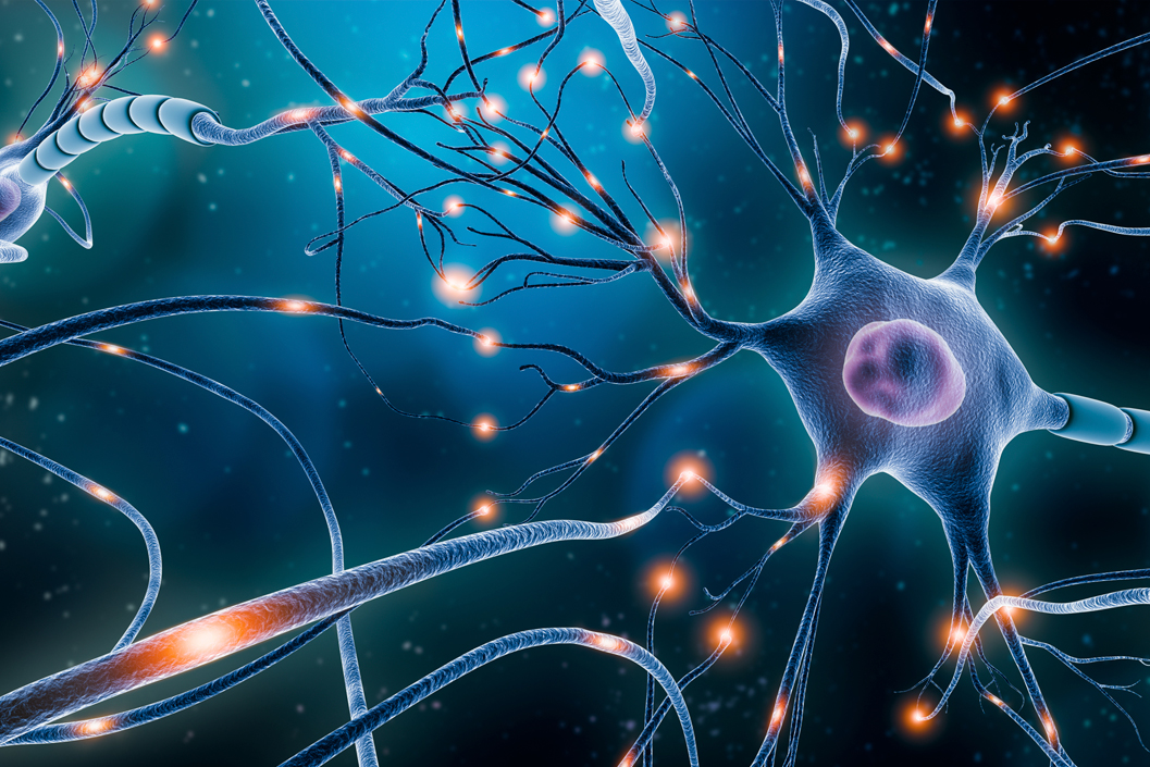 Neurones