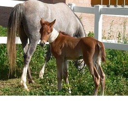 Cavall petit amb sa mare