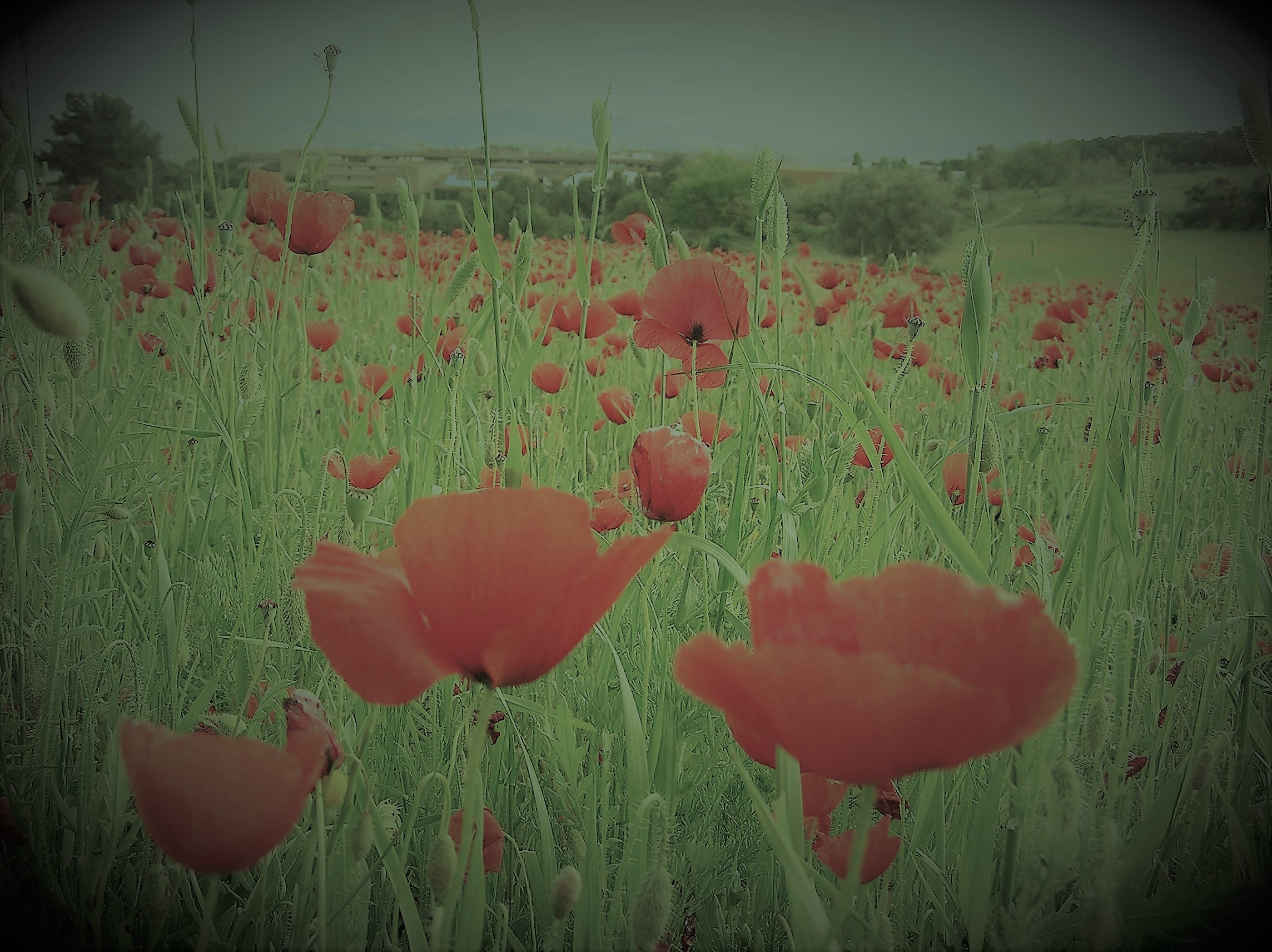 Camp de rosselles a la UAB