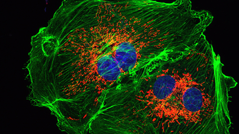 Servei de Microscòpia i Difracció de Raigs X (SMiDRX)