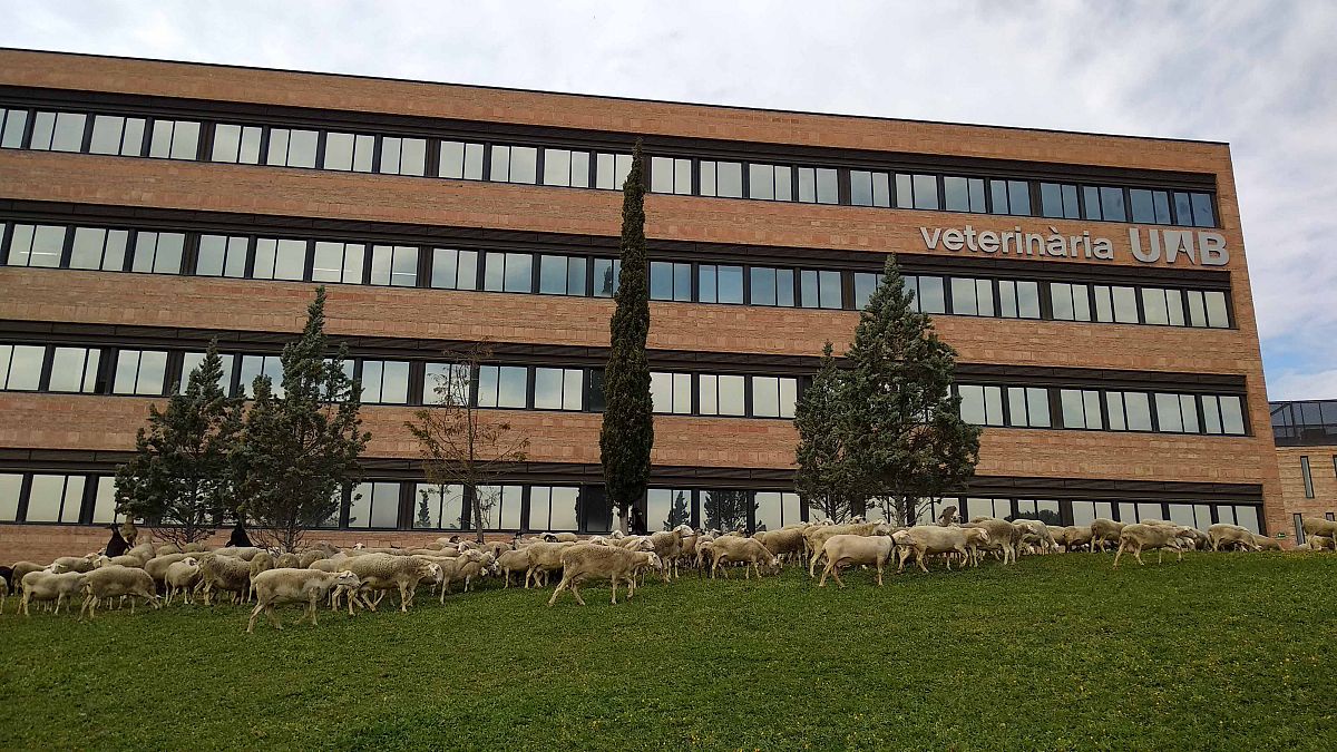 Facultat de Veterinària