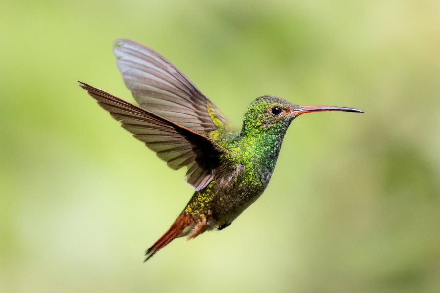 imatge de l'exposició Birdwatching