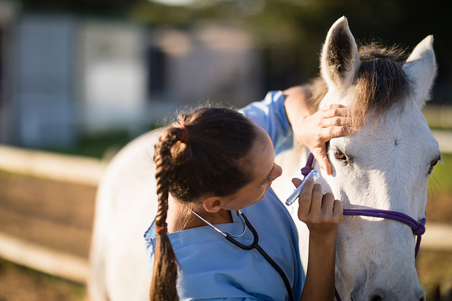 Veterinària examinant un cavall