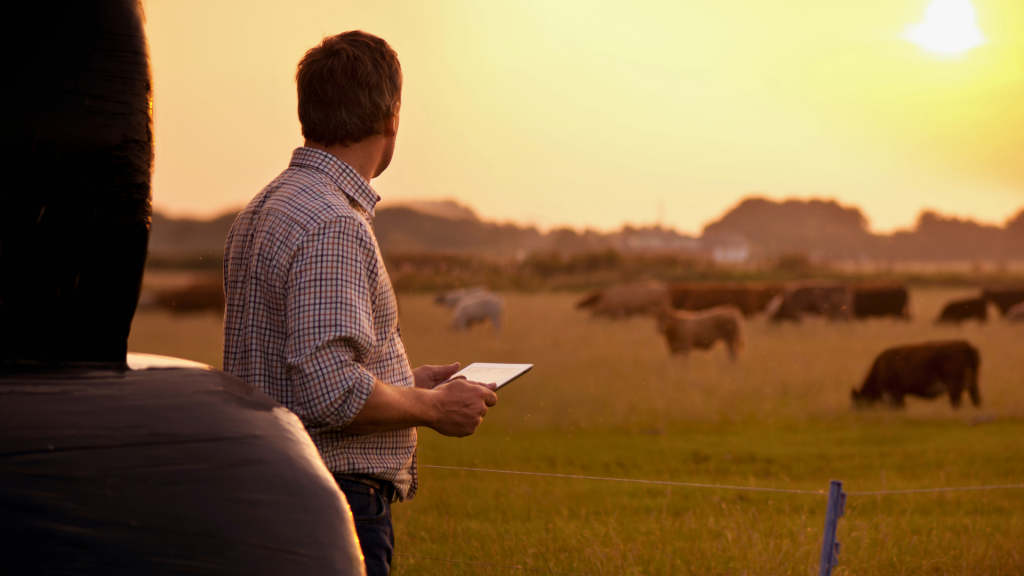 A person standing in a field at sunset, looking at a herd of cows while holding a tablet