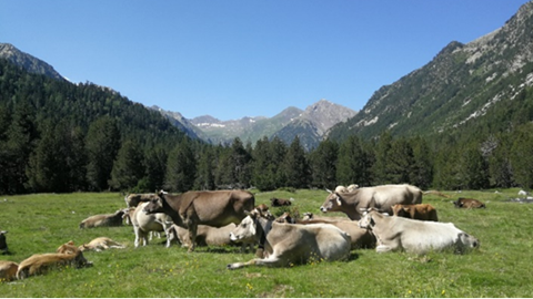 Several cows resting on a plain between mountains