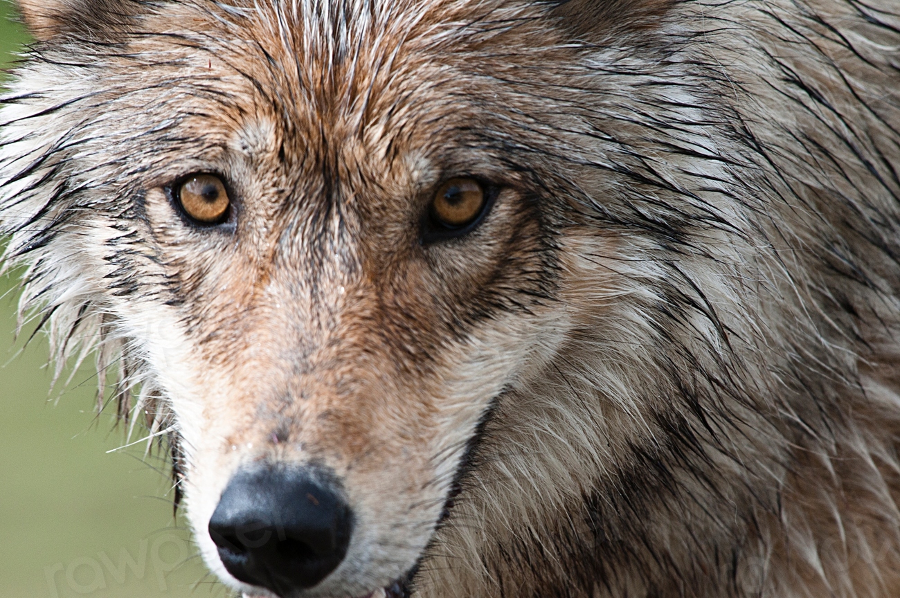 wolf