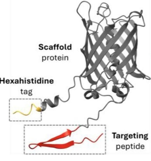 3D model of the protein used in the work