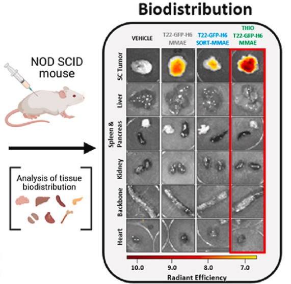 Biodistribution image of injected nanoconjugates