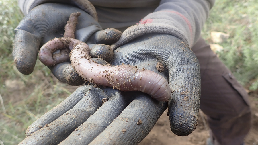 Earthworm picture