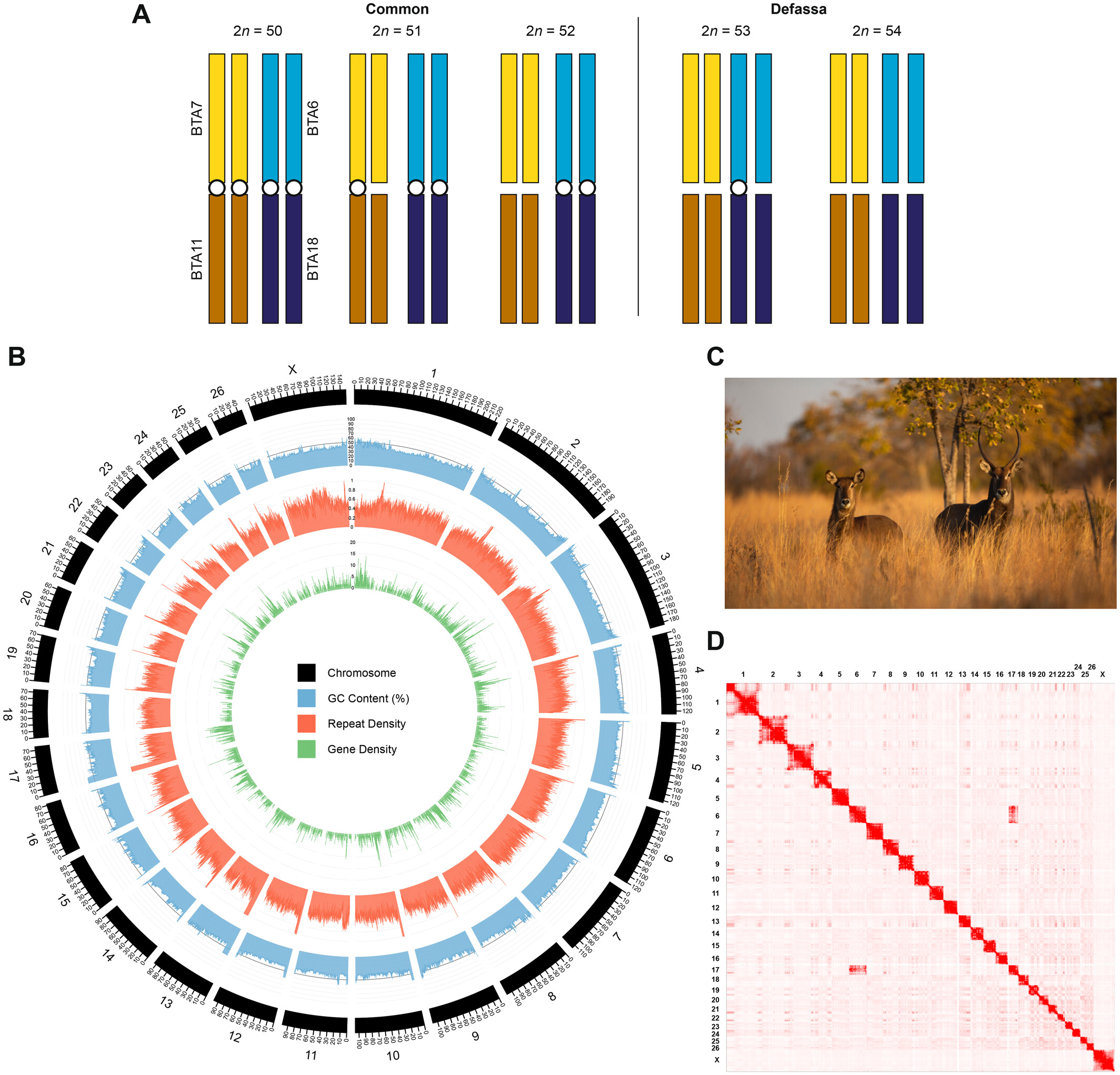 Figure 1 from the article: Chromosome-level genome assembly