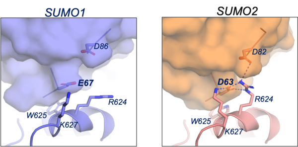 Figure 3D model of SENP5 structures with SUMO