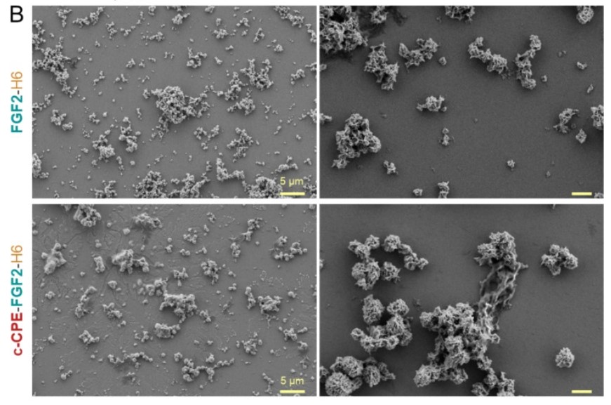 Granules