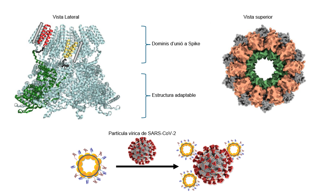 Illustration of the structure of the protein nanoring capable of neutralising SARS-CoV2, designed by researchers