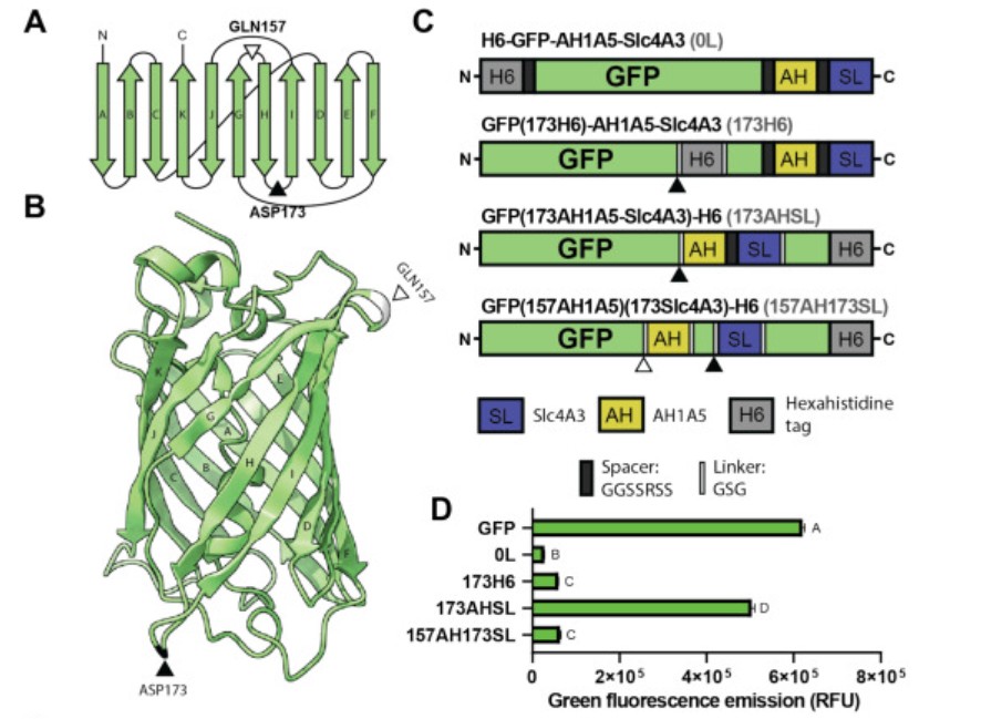 Image of the GFP constructions