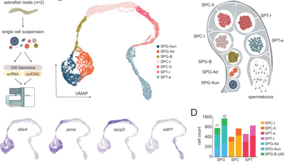 Image of testicles and sperm, figures from the article