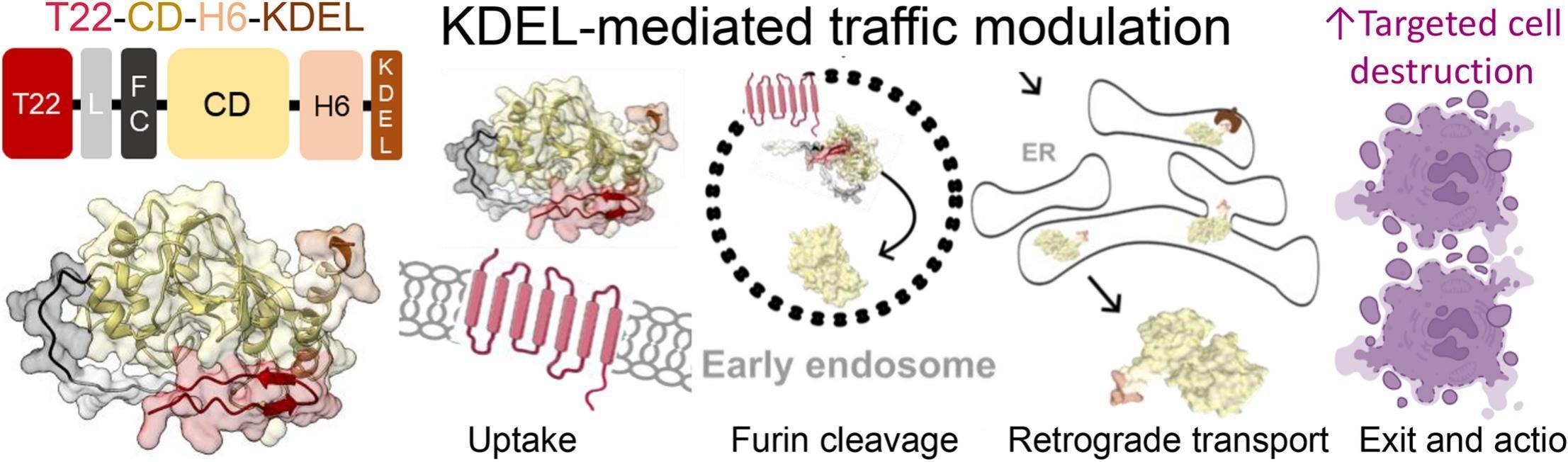 Modular protein (T22-CD-H6-KDEL) and its 3D structure