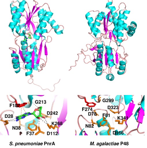 Three-dimensional structures of PnrA and P48, from S. pnemoniae and M. agalactiae, respectively